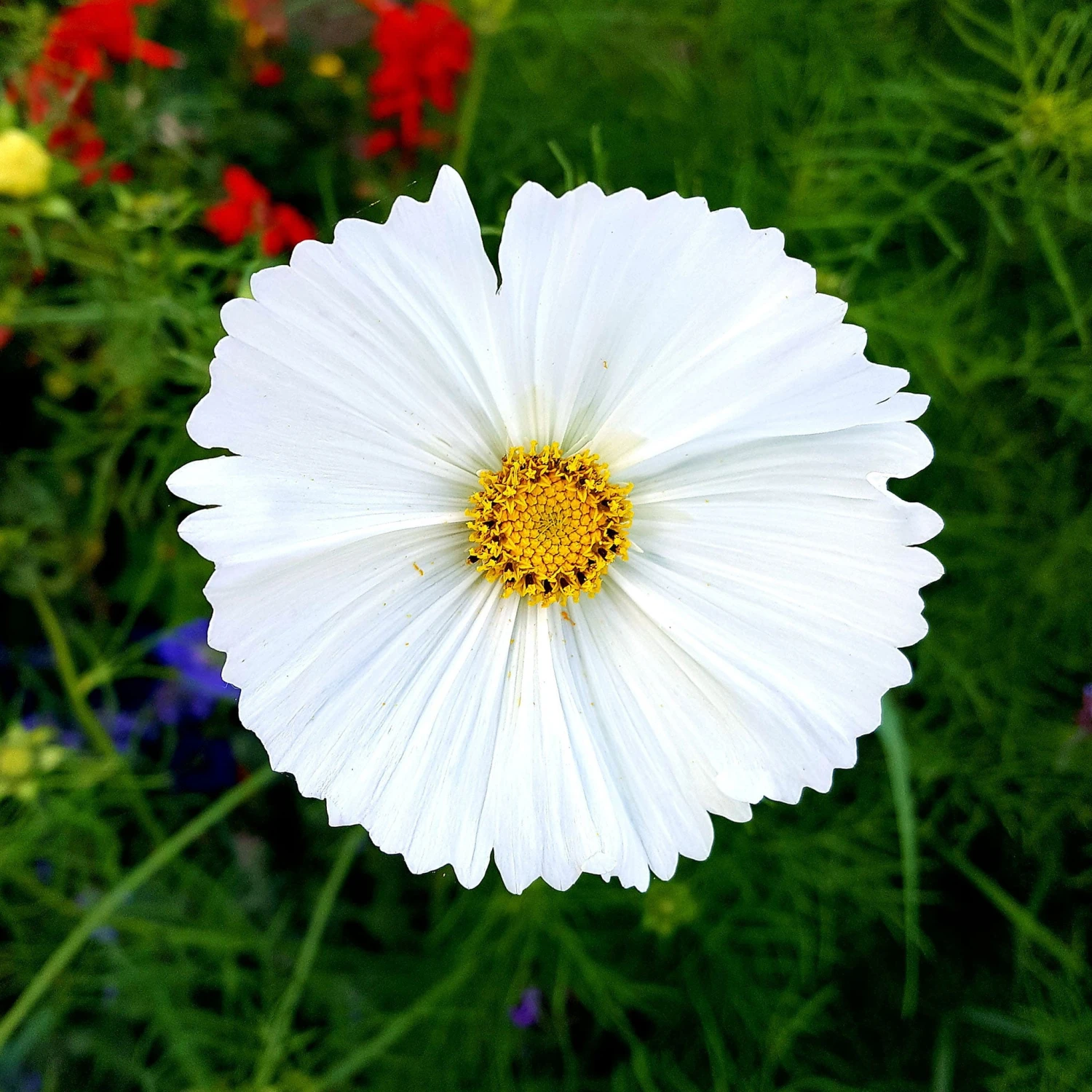 White Cosmos Seeds - Cupcake White Variety for Cutting Gardens 2 White Cosmos Seeds - Cupcake White Variety for Cutting Gardens - Image 2
