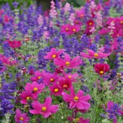 Dazzler Cosmos Seeds: Vibrant Red Annual Flowers for Tall Garden Accents -Eden Brothers Shop cosmos dazzler aly 4
