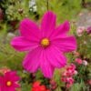 Dazzler Cosmos Seeds: Vibrant Red Annual Flowers for Tall Garden Accents