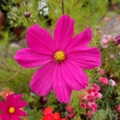 Dazzler Cosmos Seeds: Vibrant Red Annual Flowers for Tall Garden Accents