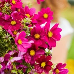 Dazzler Cosmos Seeds: Vibrant Red Annual Flowers for Tall Garden Accents -Eden Brothers Shop cosmos dazzler mac 4