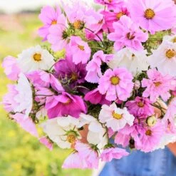 Double Click Mixed Cosmos Seeds - Vibrant Double Petal Garden Blooms -Eden Brothers Shop cosmos double click mixed mac 3