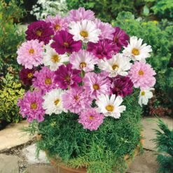 Double Click Mixed Cosmos Seeds - Vibrant Double Petal Garden Blooms