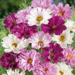 Double Click Mixed Cosmos Seeds - Vibrant Double Petal Garden Blooms -Eden Brothers Shop cosmos double click mixed ndp 5