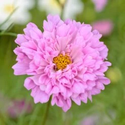 Double Click Rose Bon Bon Cosmos Seeds - Easy-to-Grow Pink Double Blooms