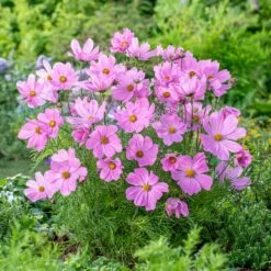 Dwarf Rose Cosmos Seeds - Early Blooming Compact Garden Flowers