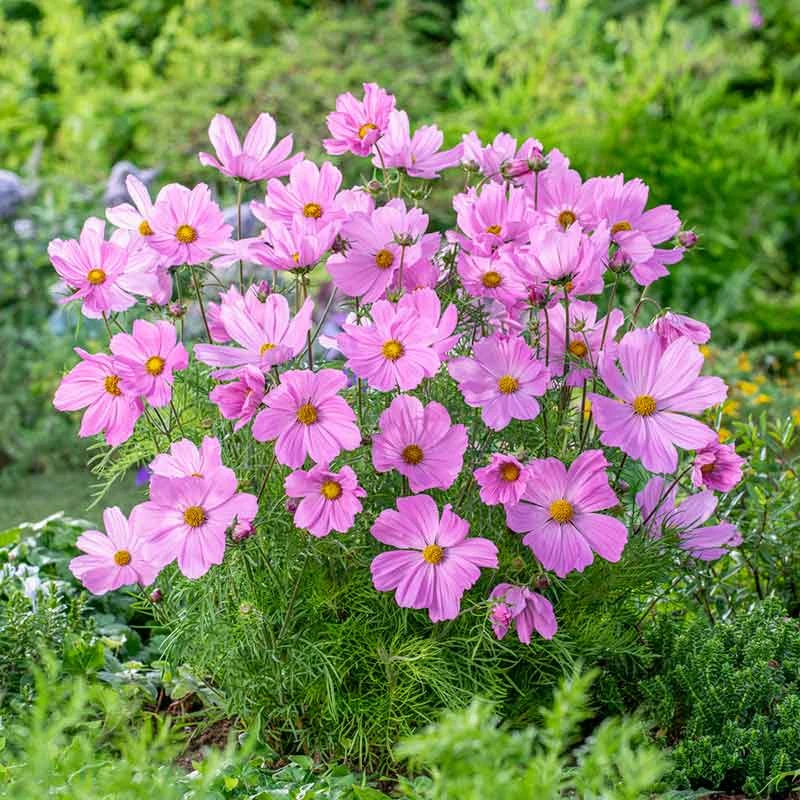 Dwarf Rose Cosmos Seeds - Early Blooming Compact Garden Flowers 1 Dwarf Rose Cosmos Seeds - Early Blooming Compact Garden Flowers