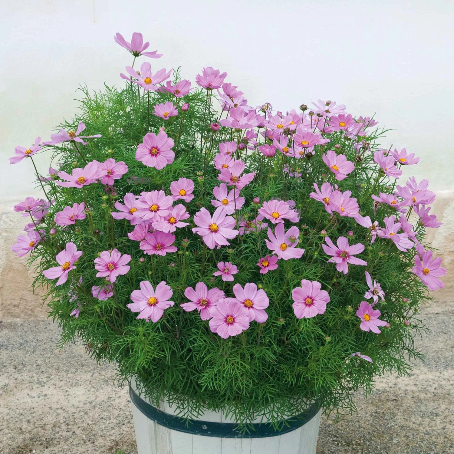 Dwarf Rose Cosmos Seeds - Early Blooming Compact Garden Flowers 2 Dwarf Rose Cosmos Seeds - Early Blooming Compact Garden Flowers - Image 2