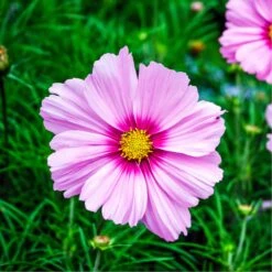 Vibrant Pink Gloria Cosmos Seeds - Tall, Easy-to-Grow Garden Flowers