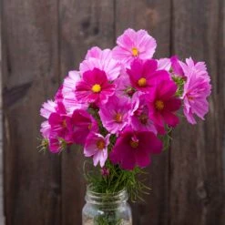 Cosmos Seeds (Organic) - Double Click Mixed