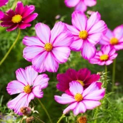 Picotee Cosmos Seeds: Tall Bi-Color Annual Flowers for Garden Borders