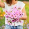 Pinkie Cosmos Flower Seeds - Easy to Grow Vibrant Pink Blooms