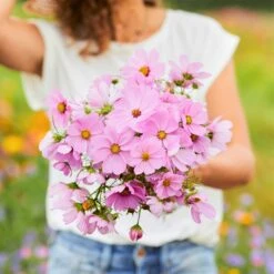 Pinkie Cosmos Flower Seeds - Easy to Grow Vibrant Pink Blooms