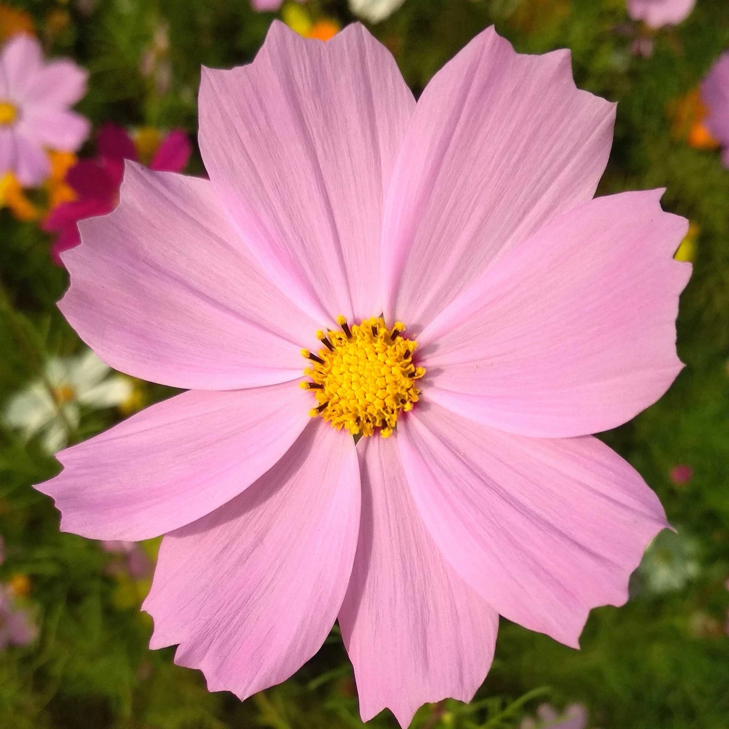 Pinkie Cosmos Flower Seeds - Easy to Grow Vibrant Pink Blooms 2 Pinkie Cosmos Flower Seeds - Easy to Grow Vibrant Pink Blooms - Image 2