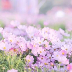Pinkie Cosmos Flower Seeds - Easy to Grow Vibrant Pink Blooms 5 Pinkie Cosmos Flower Seeds - Easy to Grow Vibrant Pink Blooms -Eden Brothers Shop cosmos pinkie shk 3