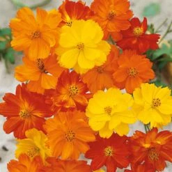 Vibrant Yellow & Orange Cosmos Polidor Mix Flower Seeds - Easy to Grow