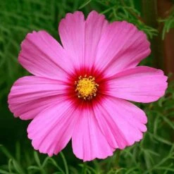 Cosmos Seeds - Radiance 5 Cosmos Seeds - Radiance -Eden Brothers Shop cosmos radiance aly 3
