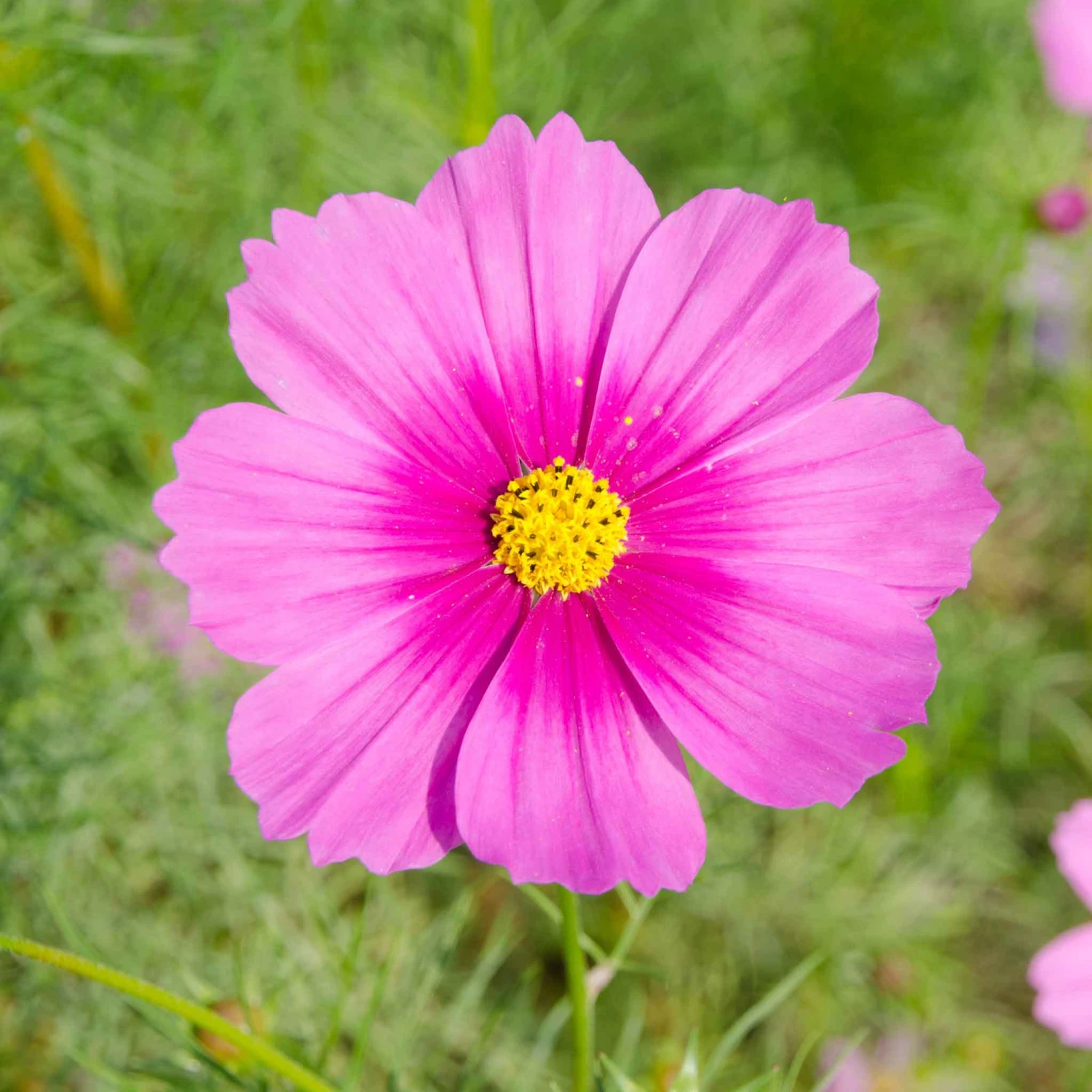 Cosmos Seeds - Radiance 2 Cosmos Seeds - Radiance - Image 2
