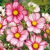 Red Stripe Cosmos Seeds - Stunning Bicolor Summer Garden Flower