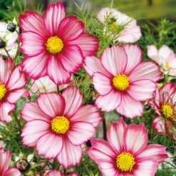 Red Stripe Cosmos Seeds - Stunning Bicolor Summer Garden Flower