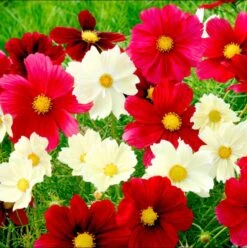 Vibrant Rubies Sunshine Cosmos Seed Mix - Easy-to-Grow Garden Flowers