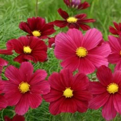 Rubinato Cosmos Seeds: Vibrant Burgundy-Magenta Garden Blooms