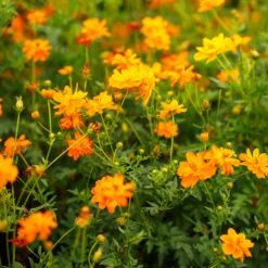 Crest Orange Sulphur Cosmos Seeds - Vibrant Meadow Wildflowers 6 Crest Orange Sulphur Cosmos Seeds - Vibrant Meadow Wildflowers -Eden Brothers Shop cosmos sulphur orange mac 3