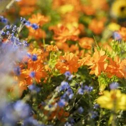 Crest Orange Sulphur Cosmos Seeds - Vibrant Meadow Wildflowers 7 Crest Orange Sulphur Cosmos Seeds - Vibrant Meadow Wildflowers -Eden Brothers Shop cosmos sulphur orange mac 4