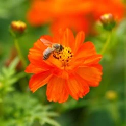 Sulphur Cosmos Seeds - Crest Red - Tall Fiery Wildflowers