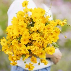 Vibrant Crest Gold Sulphur Cosmos Seeds - Easy-to-Grow Annual Flower
