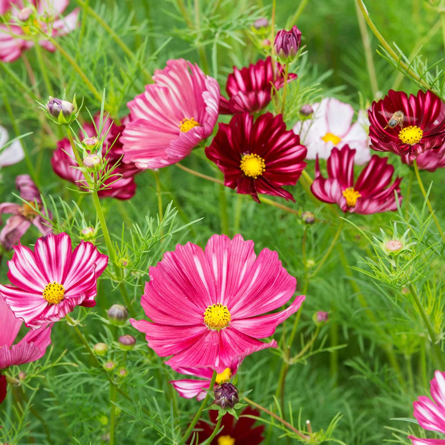 Cosmos Seeds - Velouette: Stunning Red and White Striped Garden Blooms 2 Cosmos Seeds - Velouette: Stunning Red and White Striped Garden Blooms - Image 2