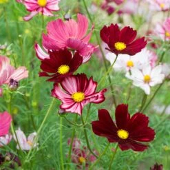 Cosmos Seeds - Velouette: Stunning Red and White Striped Garden Blooms 5 Cosmos Seeds - Velouette: Stunning Red and White Striped Garden Blooms -Eden Brothers Shop cosmos velouette aly 3