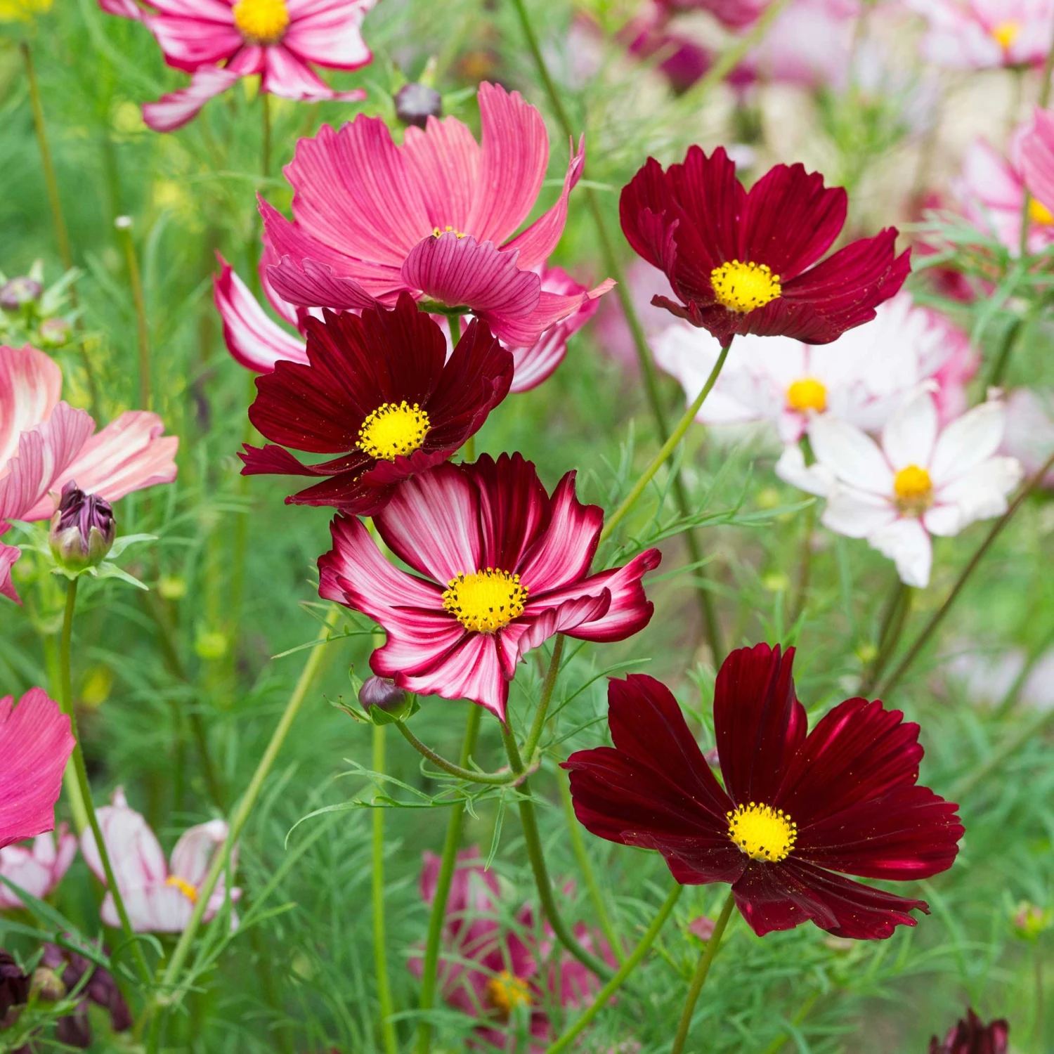 Cosmos Seeds - Velouette: Stunning Red and White Striped Garden Blooms 3 Cosmos Seeds - Velouette: Stunning Red and White Striped Garden Blooms - Image 3