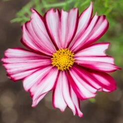Cosmos Seeds - Velouette: Stunning Red and White Striped Garden Blooms