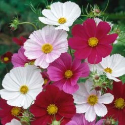Versailles Tetra Mix Cosmos Seeds: Vibrant 3-Foot Tall Annual Blooms
