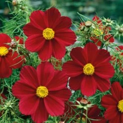 Versailles Tetra Red Cosmos Seeds - Easy Grow Drought Tolerant Annual Flowers