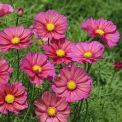 Bi-Color Xsenia Cosmos Seeds for Vibrant Garden Flower Beds