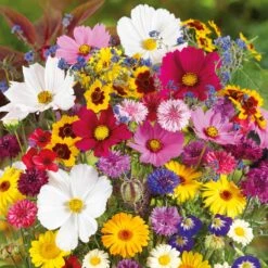 Country Garden Wildflower Seed Mix - Colorful Blooms for Cutting Gardens