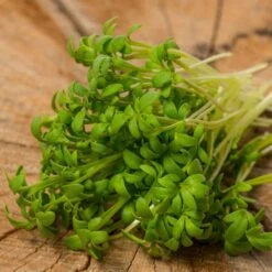 Wrinkled Crinkled Crumpled Cress Seeds for Salads & Garnishes