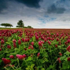 Crimson Clover Seeds