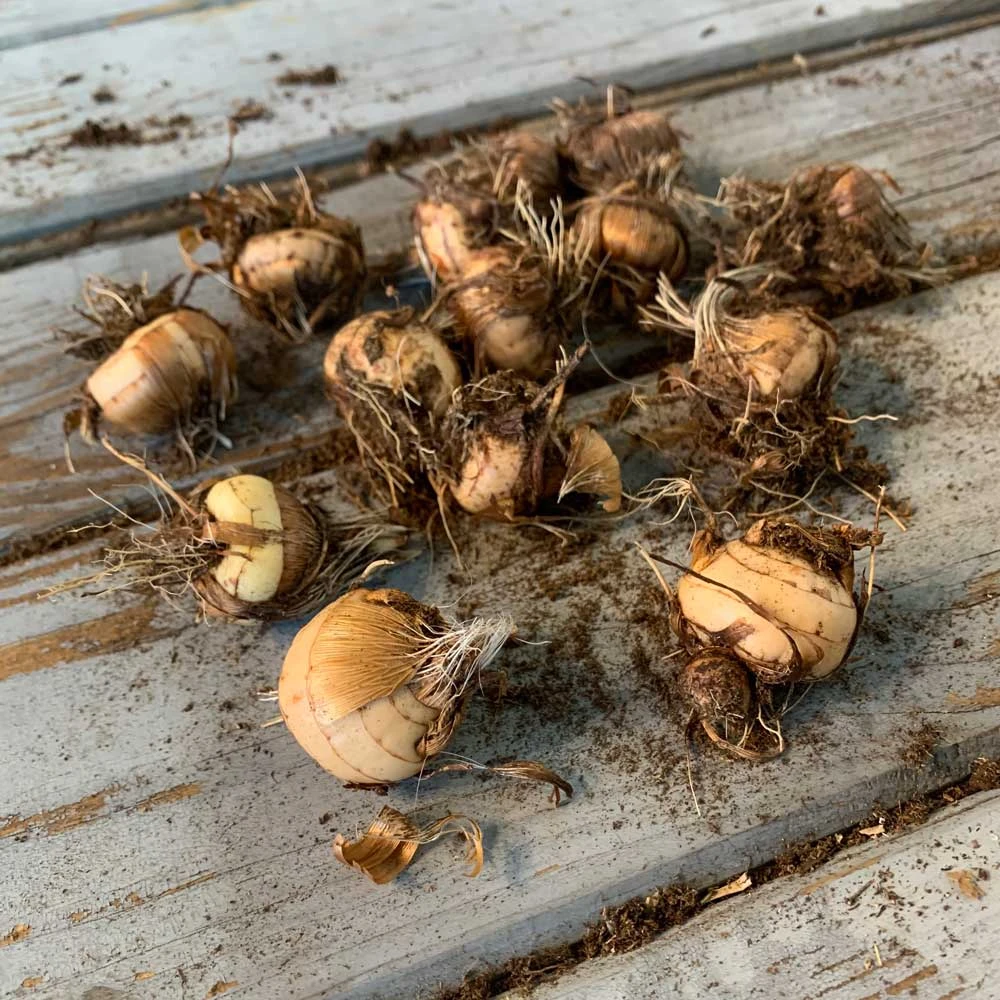 Crocosmia Bulbs - Lucifer 2 Crocosmia Bulbs - Lucifer - Image 2