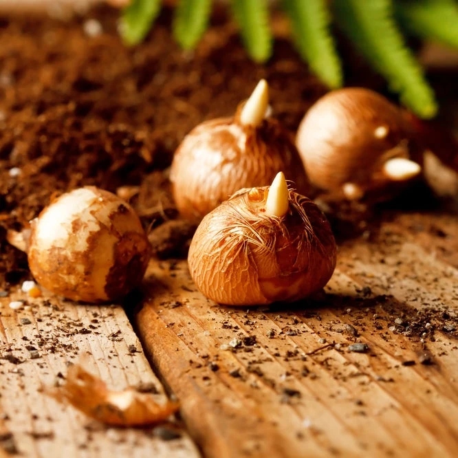 Flower Record Crocus Bulbs - Vibrant Purple Early Spring Blooms 2 Flower Record Crocus Bulbs - Vibrant Purple Early Spring Blooms - Image 2