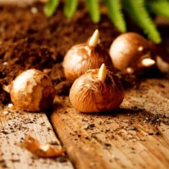 Saffron Crocus Bulbs - Grow Your Own Gourmet Spice (Crocus Sativus) 5 Saffron Crocus Bulbs - Grow Your Own Gourmet Spice (Crocus Sativus) -Eden Brothers Shop crocus bulbs shk 5