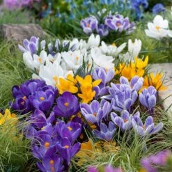 Crocus Bulbs - Large Flowering Mix