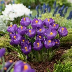 Flower Record Crocus Bulbs - Vibrant Purple Early Spring Blooms