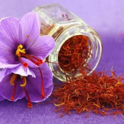 Saffron Crocus Bulbs - Grow Your Own Gourmet Spice (Crocus Sativus)