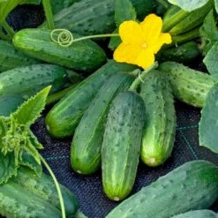 Cucumber Seeds (Pickling) - Boston Pickling