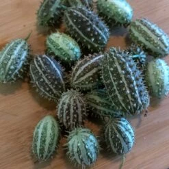 Bush Hog Cucumber Seeds for Compact Gardens and Containers