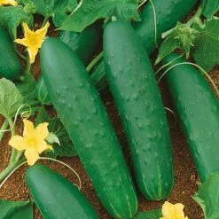 Double Yield Heirloom Cucumber Seeds - High-Yielding Pickling Variety