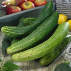 Burpless Cucumber Seeds - Garden Sweet Non-Bitter Slicing Variety